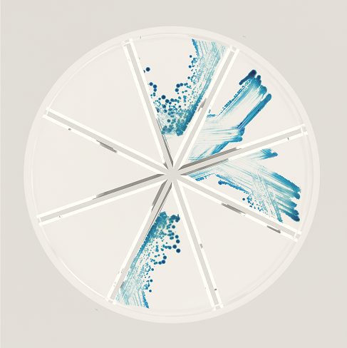 Agar Plate Top